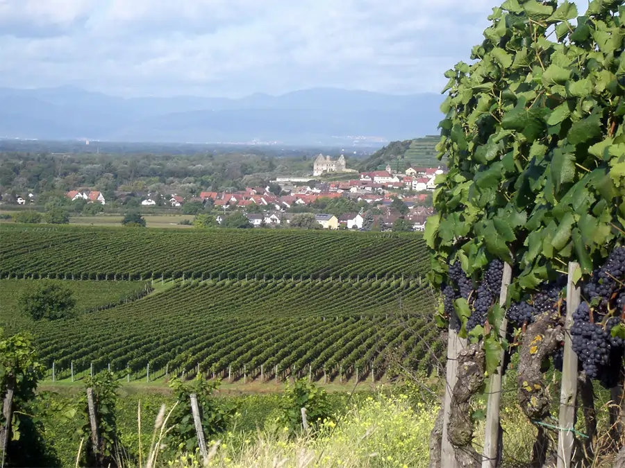 Weinanbaugebiet Kaiserstuhl