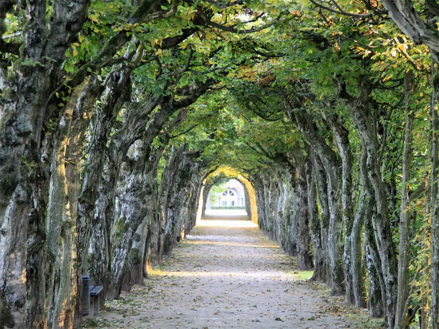 Laubengang aus Hainbuchen vor dem Alten Schloss