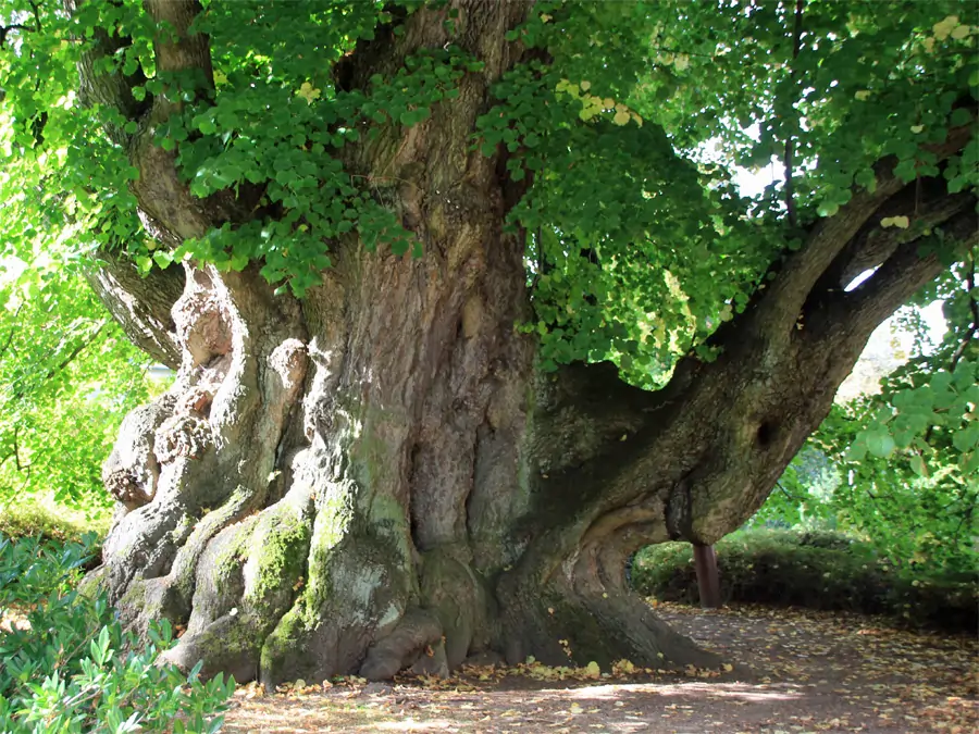 Kaiser Lothar Linde im Hof vom ehemaligen Benediktinerkloster