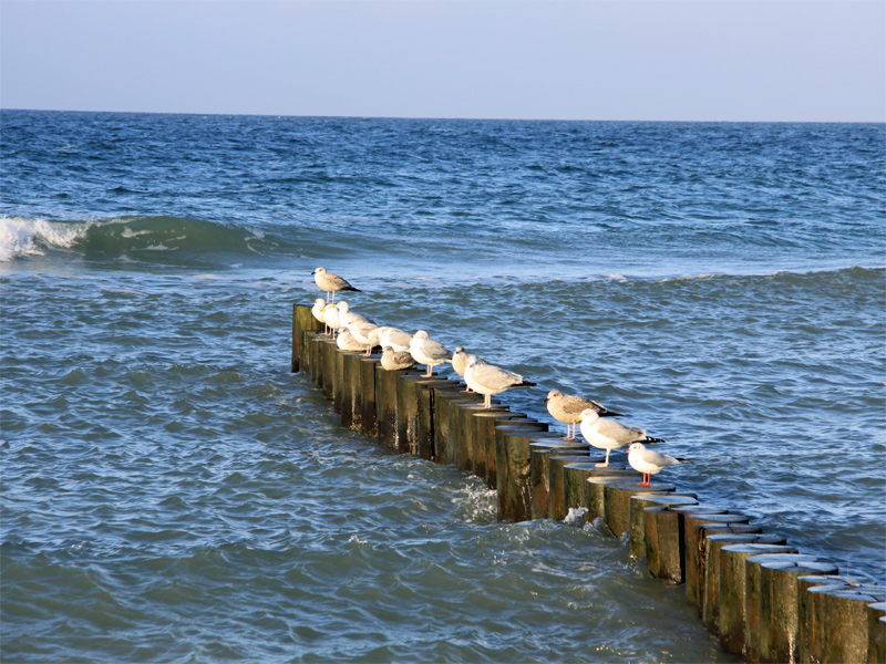 Vögel am Strandufer von Ahrenshoop