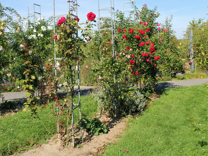 Rosenspalier im Rosarium Sangerhausen
