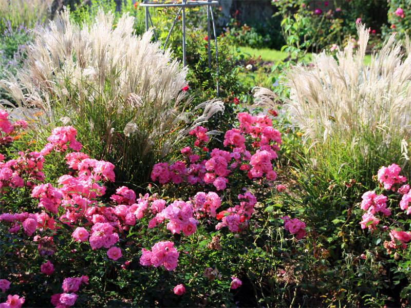 Rosarium mit tausenden Rosenarten in Sangerhausen 
