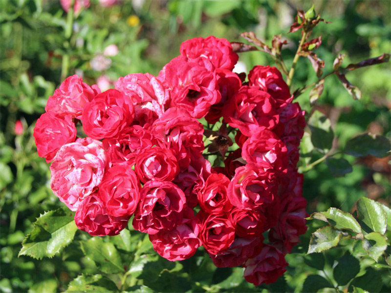 Rosarium mit tausenden Rosenarten in Sangerhausen 