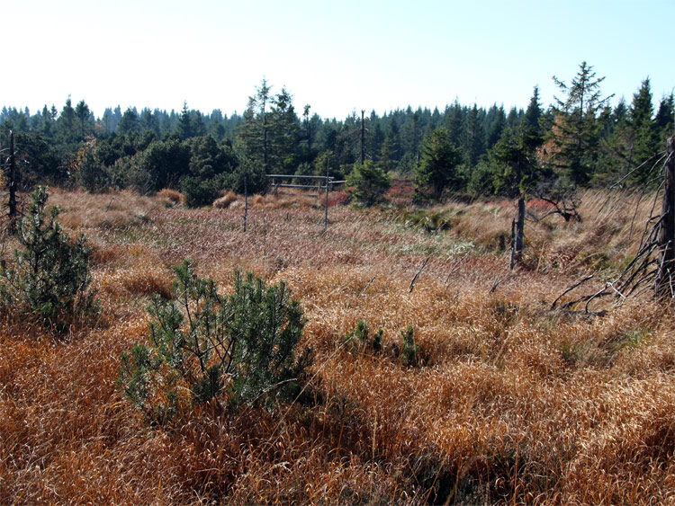 Moorwiesen auf dem Großen Lugstein