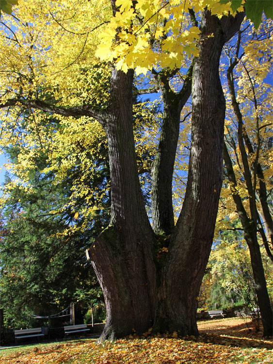 Schlosspark Klaffenbach in Chemnitz