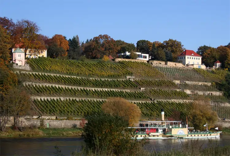 Dinglinger Weinberg