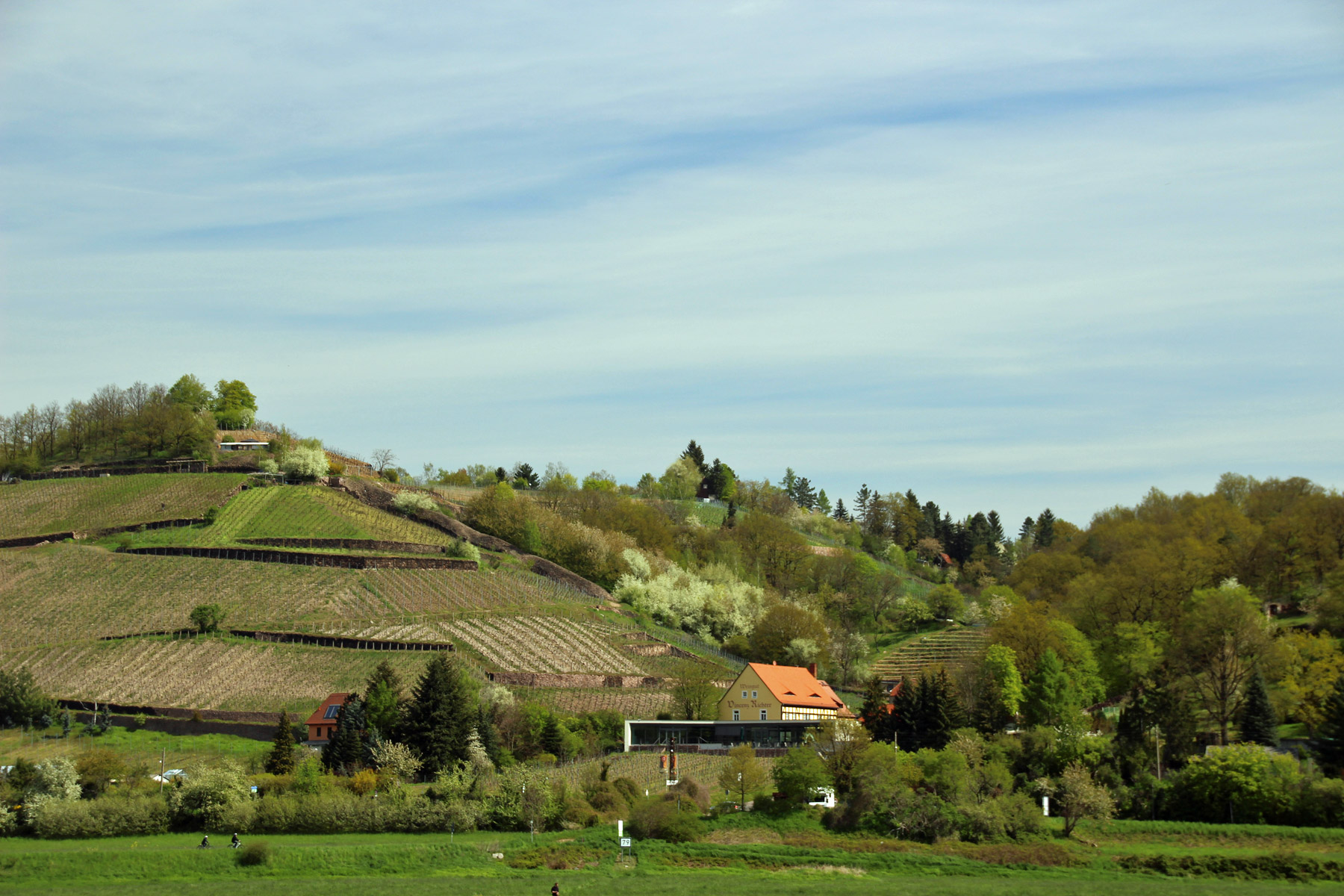 Weinberge an der Sächsischen Weinstrasse