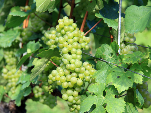 Weintrauben aus Winzergenossenschaft in Meißen
