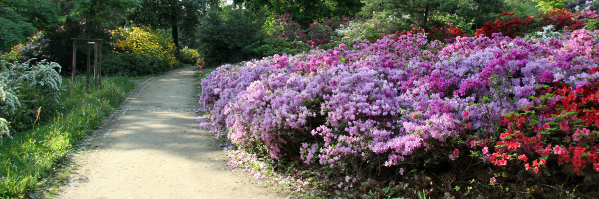 Rhododendronpark Dresden-Wachwitz