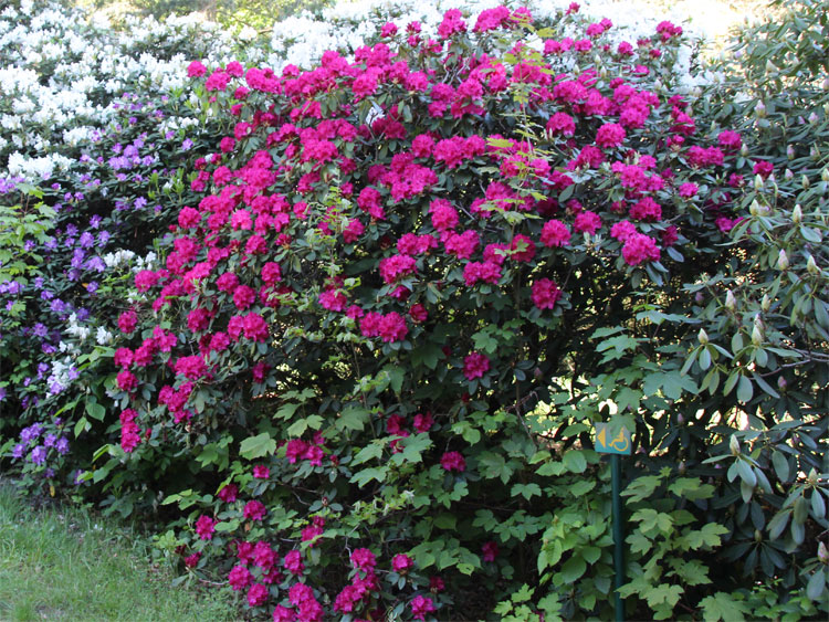 Hutbergpark bei Kamenz