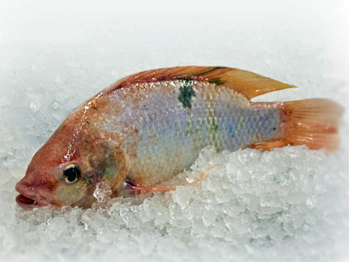 Kirschauer Aquakulturen