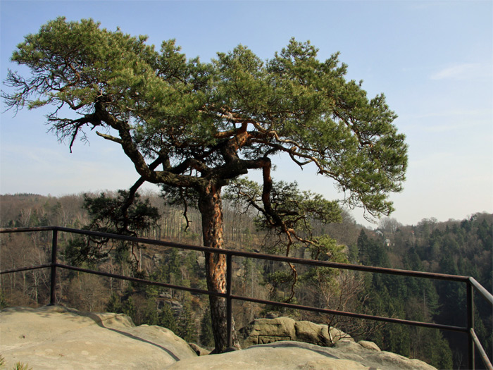 Aussichtsfelsen Brand in der Sächsischen Schweiz