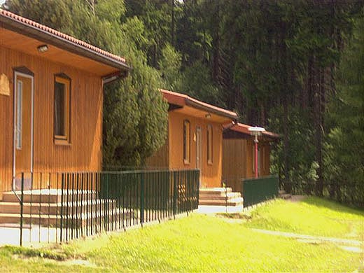 Sebnitzer Kunstblume 