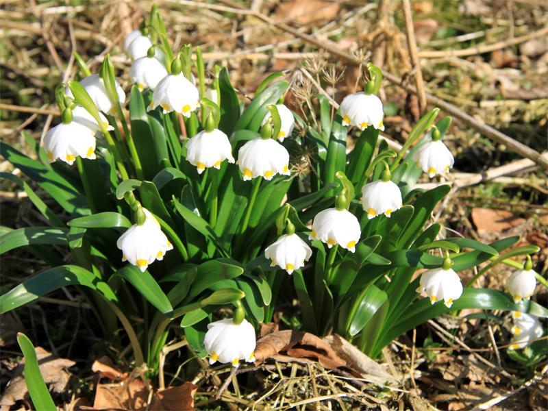 Märzenbecher im Polenztal