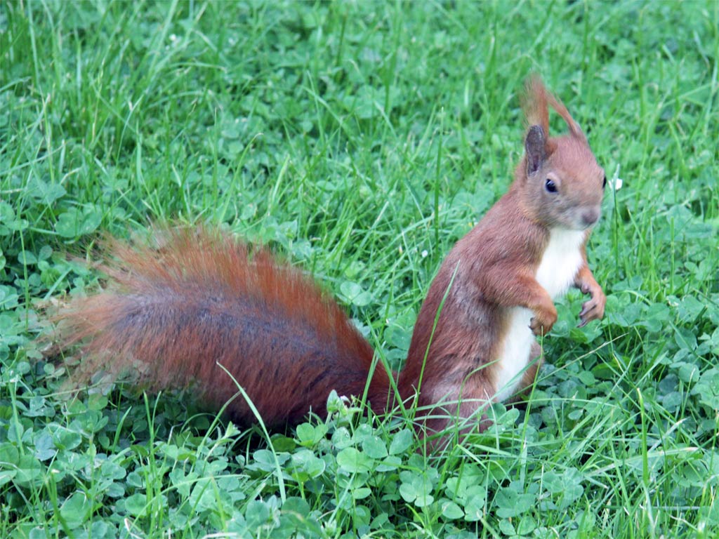 Fauna - Tiere im Nationalpark