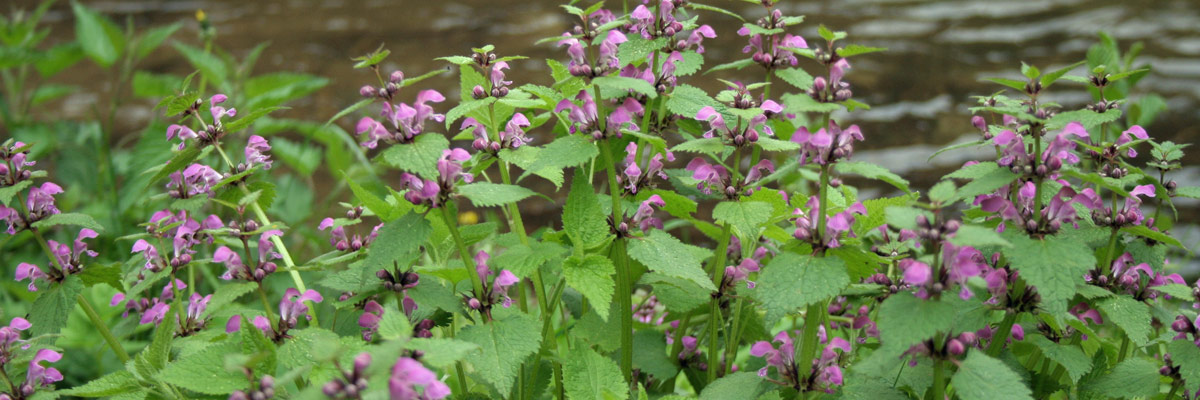 Pflanzen im Nationalpark Sächsische Schweiz