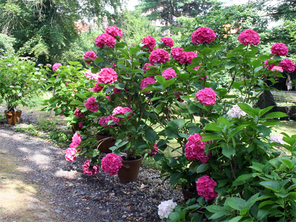 Azaleenschau im Schloss Zuschendorf