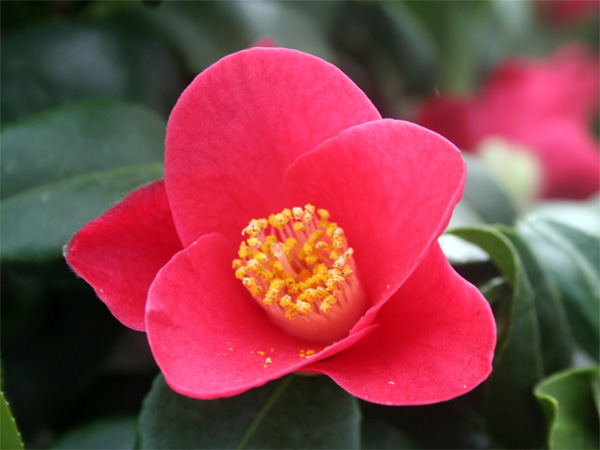 einzelne Kamelienblüte 