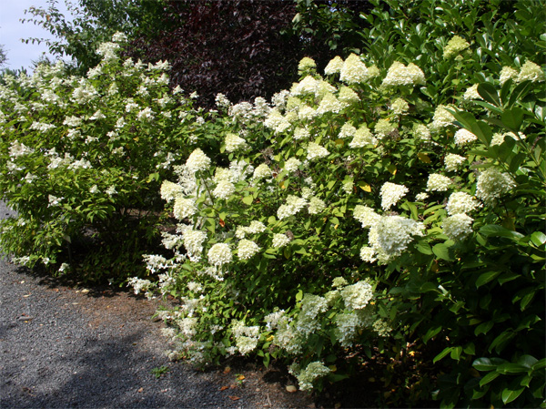 Weiße Azaleen im Landschloss Zuschendorf