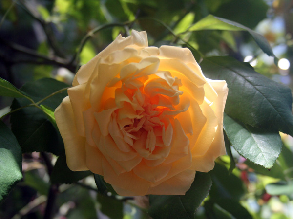 Kamelienblüte Detail