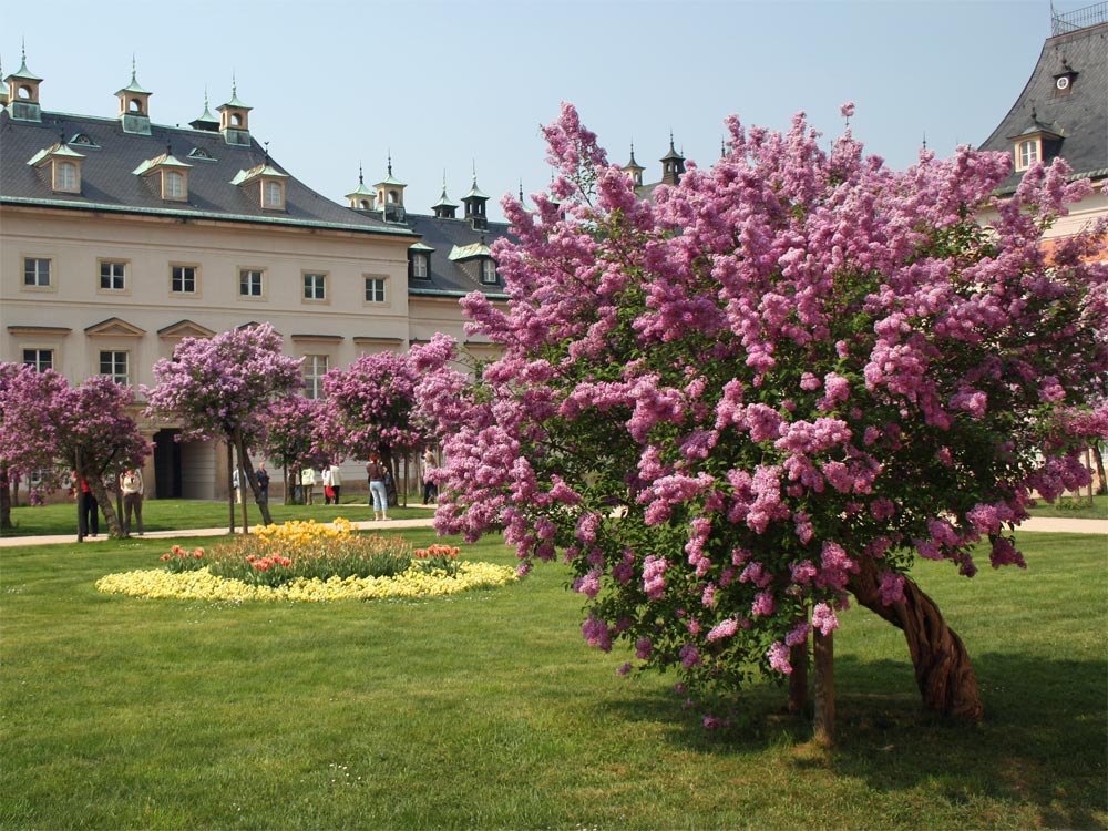 Frühling in Park Pillnitz in Dresden