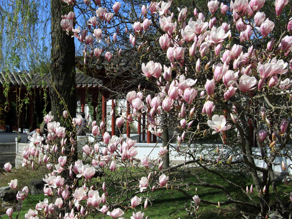 Frühling in Potsdam