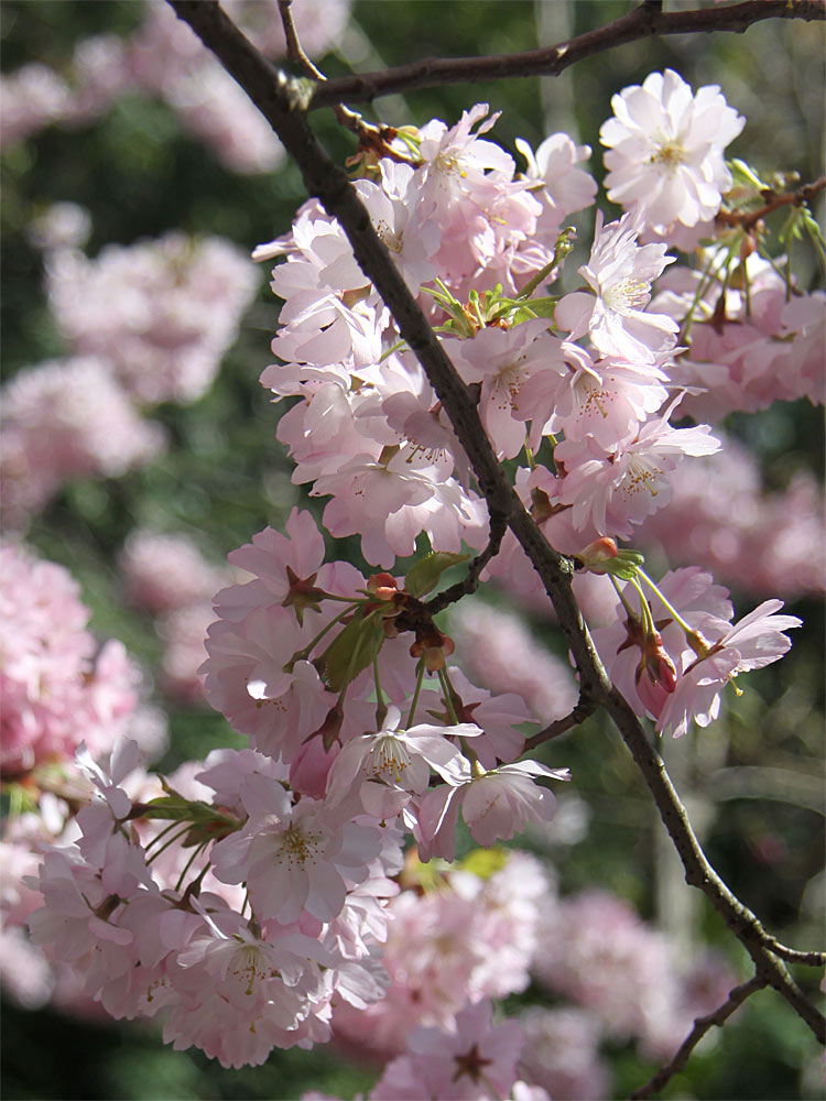 Blüte