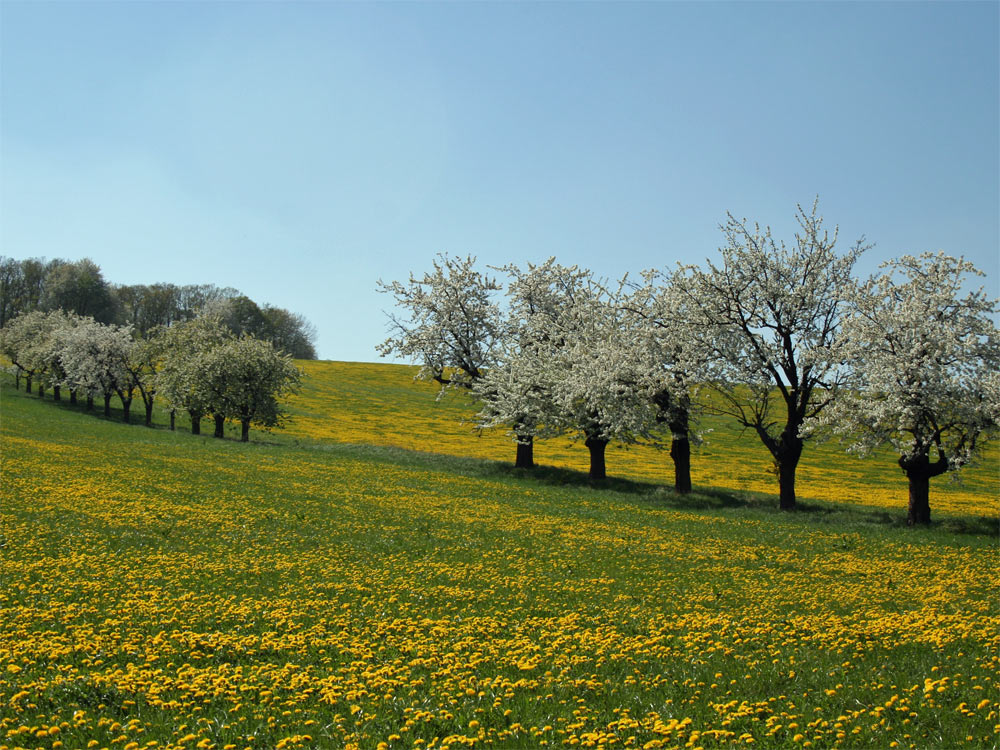 Frühling 