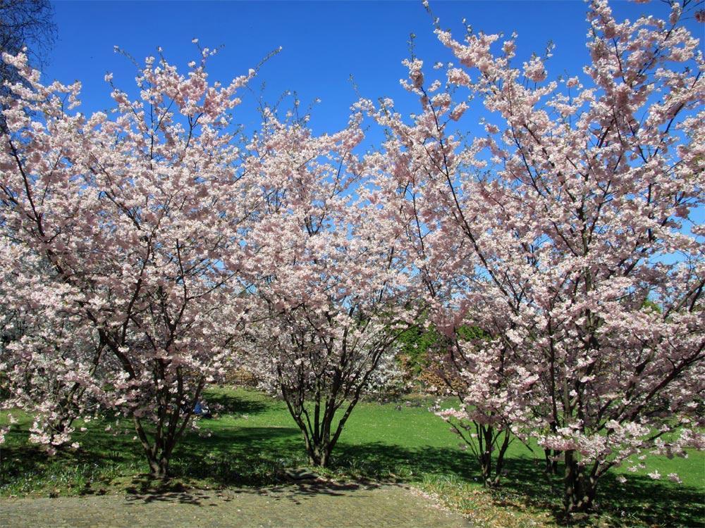 Frühling im ..
