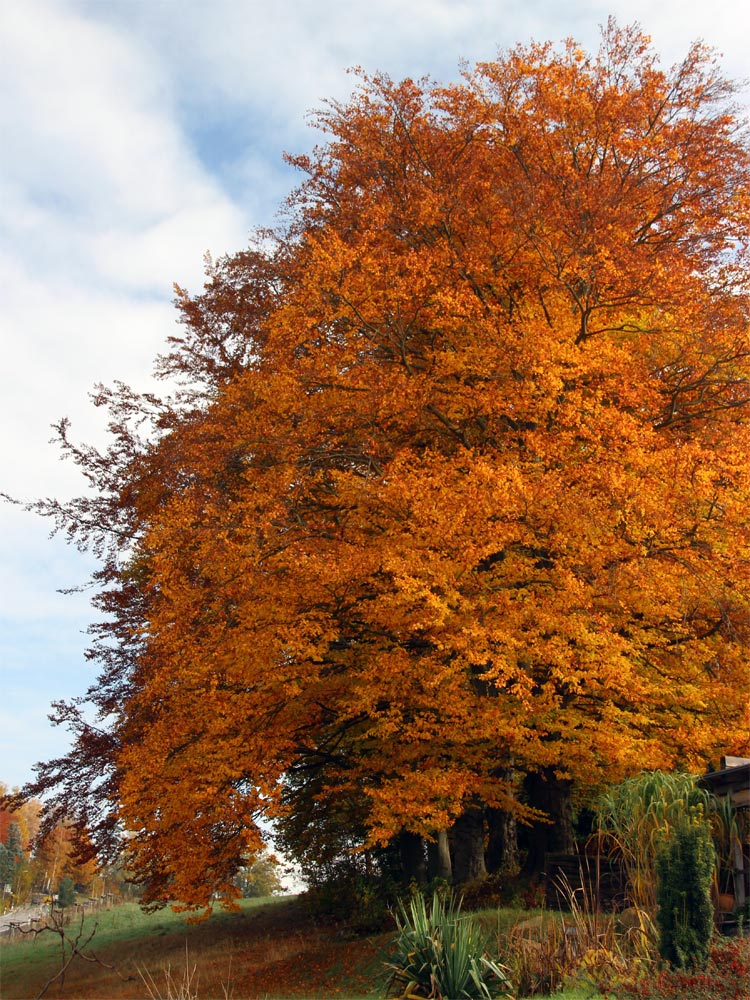 Herbstfärbung
