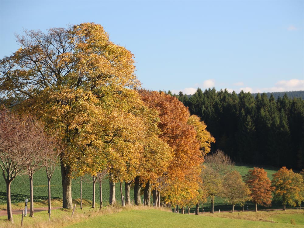 Herbstfärbung