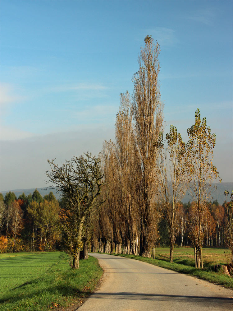 Baumallee am Lilienstein