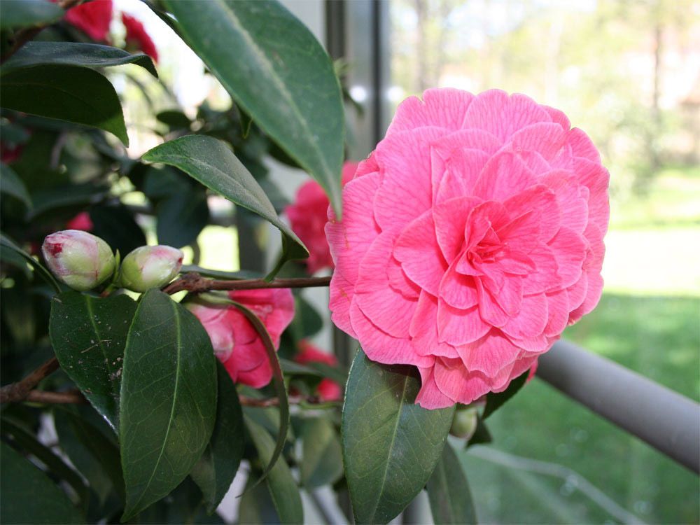 Einzelblüte einer Kamelie