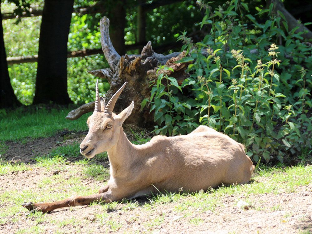 Wildpark Osterzgebirge