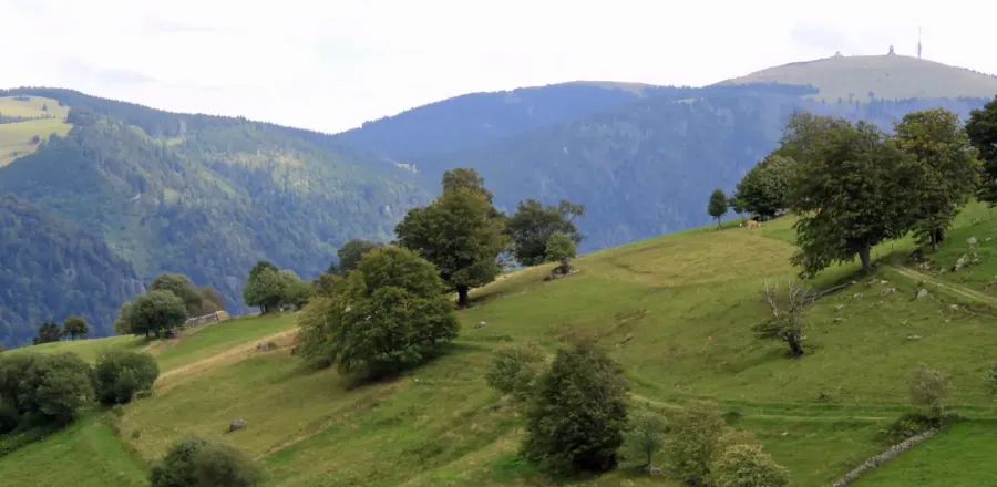 Urlaubsregion Schwarzwald in Badenwürttemberg