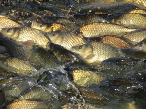 Teichwirtschaft Petershain 