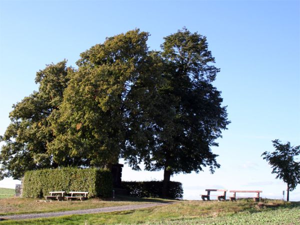 Napoleonlinde bei Hohnstein