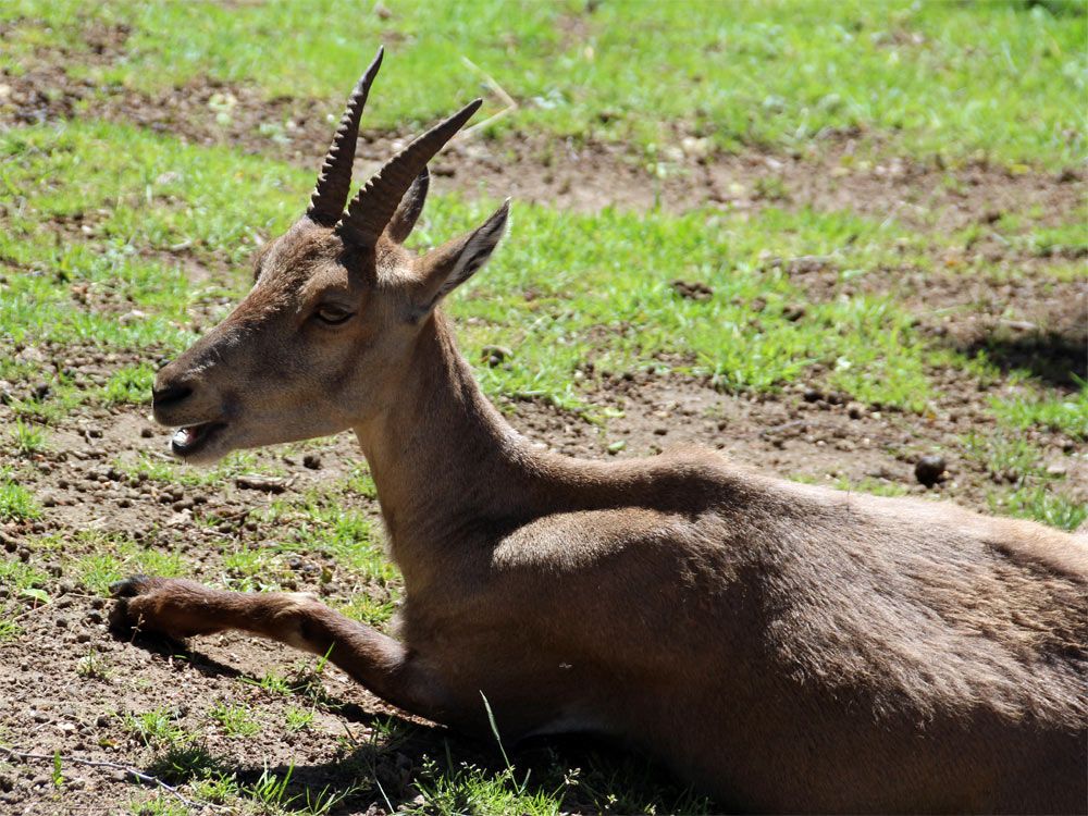 Wildpark Osterzgebirge