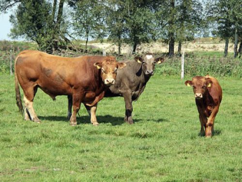 Viereichner Fleischware 02956 Rietschen OT Neuliebel