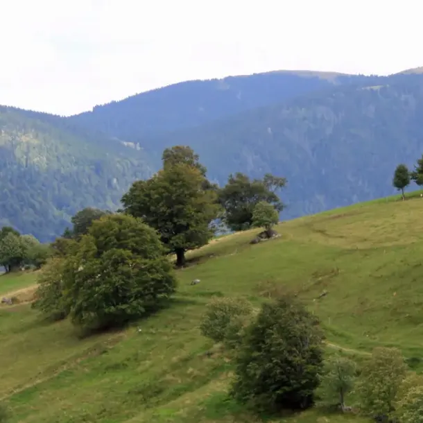Urlaubsregion Schwarzwald in Baden-Württemberg