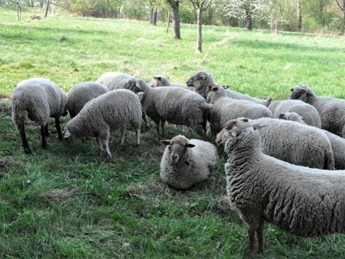 Schafhof Großsedlitz