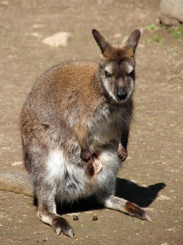 Kängeruweibchen mit Nachwuchs