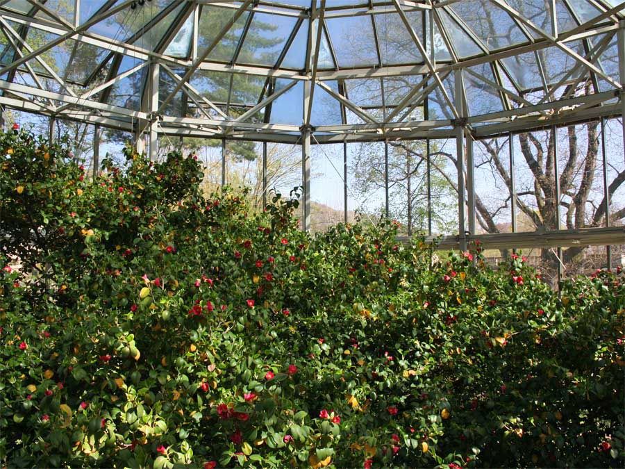 Gewächshaus mit Blüten der ältesten Kamelie in Europa