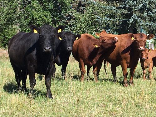 Fleischerei Dubau in Hoyerswerda