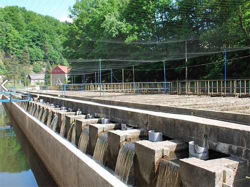 Forellenzucht am Lachsbach