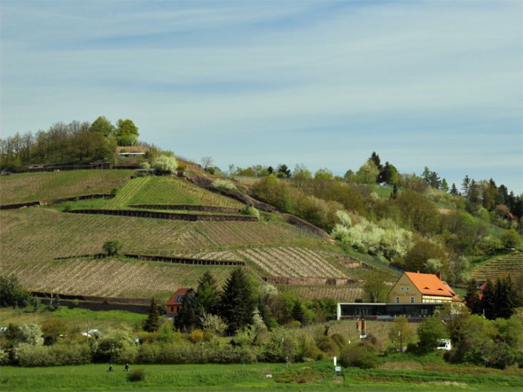 Weinberg Rysselkuppe am Weinwanderweg