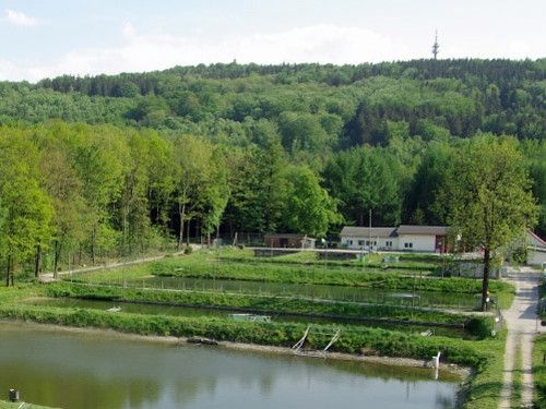 Forellen-Lachszucht Ermisch 
