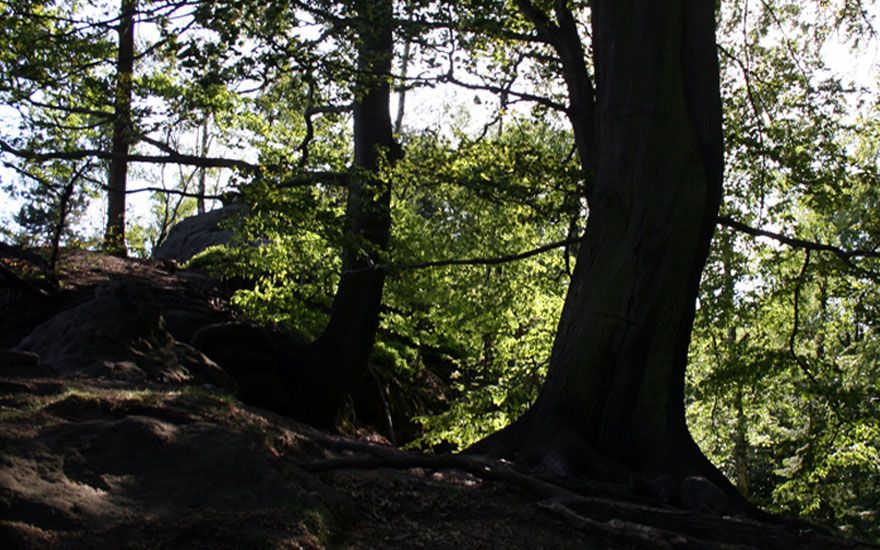 Buchenwald an der Rotkelchenstiege