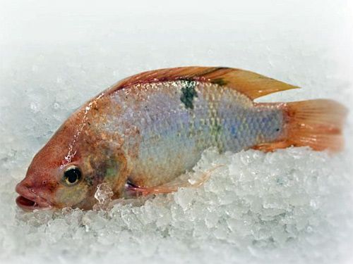 Kirschauer Aquakulturen