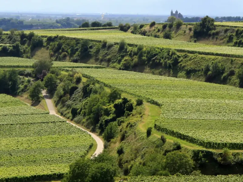 Kaiserstuhl - kleines Mittelgebirge